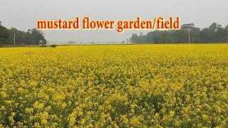 mustard flower garden/field in Bangladeshi village || Yellow Garden (Mustard Field) In Bangladesh