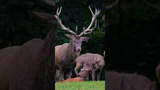 Deer animals documentary #animal #wildanimals #documentary #animaldocumentary #deer