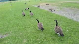 Canadian Geese in Burnaby, BC (2024)