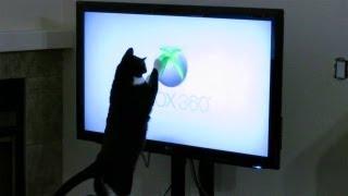 Cat Attacks XBOX 360 Logo