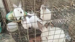 GLOBALink | Zimbabwean farmers find fulfillment in rabbit breeding program