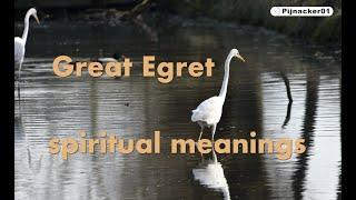 Great egret spiritual meaning