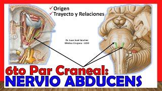  6to Par Craneal - NERVIO ABDUCENS (Oculomotor Externo). ¡Explicación Fácil y Sencilla!