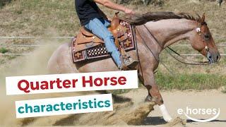 Quarter Horse  | characteristics, origin & disciplines