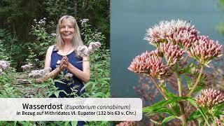 Wasserdost (Eupatorium cannabinum)