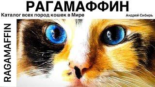 РАГАМАФФИН. ВСЕ ПОРОДЫ КОШЕК МИРА. RAGAMUFFIN.