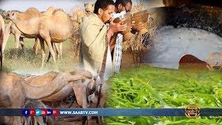 Warbixin Xiiso Badan:  Habka Casriga ah ee Dhaqashadda Geela Soomaalida,  iyo Xarunta Barqo-Maal.