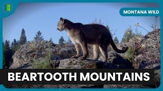 Hunting in Beartooth Mountains - Montana Wild - Documentary