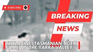 Thylacine Footage from the Yarra Valley