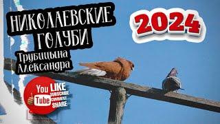 Николаевские голуби Трубицына Александра 2024
