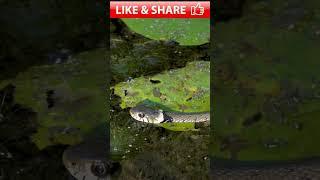 || Snake Marsh Swamp By || JippyWaris Offical || #new #viral #short #animalshorts #shortsfeed