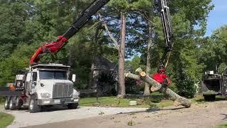 Remote control tree removal in Fuquay Varina | Lightning struck poplar tree