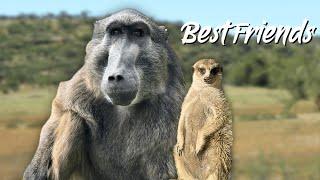 Cindy the Baboon And Jerry The Meerkat’s Special Bond