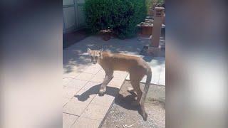 Mountain lion at Tucson Medical Center