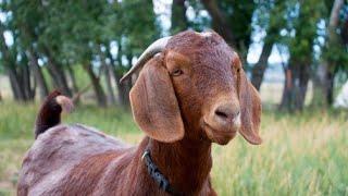 10  BEST GOAT MEAT BREEDS FOR MEAT PRODUCTION | How to Start Goat Farming Business