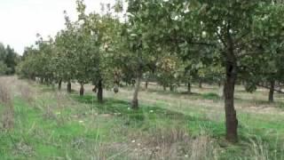 Pistachio Harvesting & Processing - Small Is Beautiful