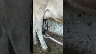 TURKEY FARM LIFE | cow milking machine