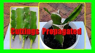 How to Grow Dragon Fruit From Cuttings: Propagating Dragon Fruit Cuttings
