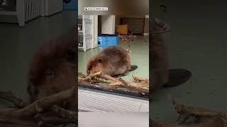 Baby rescue beaver adorably builds dam to keep her roommate out ️