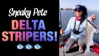 STACY'S SNEAKY PETE STRIPERS! - California Delta Striper Fishing with Glide Baits by G-Ratt Baits 