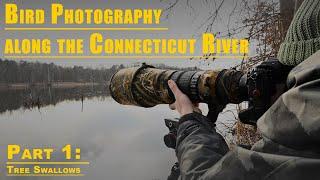 Bird Photography along the Connecticut River | Part 1: Photographing Tree Swallows with the Nikon Z9