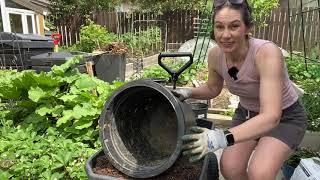  More Potato Planting: Purple Caribe Potatoes in Buckets