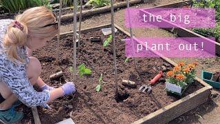 Planting out the Beans! | Allotment Vlog  Ep.20 