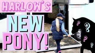 WE BOUGHT A NEW PONY!!!!