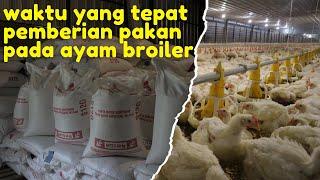 Kapan Waktu Yang Tepat Pemberian Pakan Ayam Broiler?