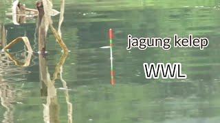 Spot jagung kelep waduk Wadaslintang Wonosobo || WWL surganya pemancing Nila