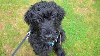 Bobby - Russian Black Terrier Puppy - 4 Weeks Residential Dog Training