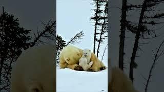 Polar Bear Cubs' Naptime Turns into Playtime | Arctic Family Fun