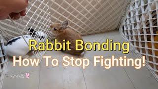Rabbit Bonding - How To Bond Three Rabbits and Stop Rabbits From Fighting