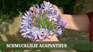 Schmucklilie Agapanthus - Blütenpracht im Spätsommer