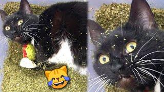 Funny Cats React to Catnip 2021 TikTok Compilation  | Cat 2021 | JoysPets