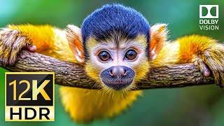 Wow! 12K HDR Video of Amazing Animals in Dolby Vision HDR 120fps #12k #animals