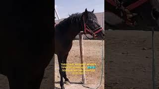 HORSE 2023 фермерский рынок | мал базар #horse #moderntalking