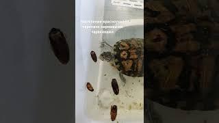 Кормление красноухой черепахи кормовыми тараканами