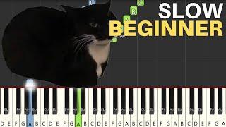 Maxwell The Spinning Cat Meme | SLOW Beginner Piano Tutorial
