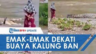 Buaya Berkalung Ban di Palu yang Dulu Viral Muncul Lagi, Seorang Emak-emak Mendekat: Bu Tarik Bannya