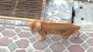 Cats of Phi-Phi island