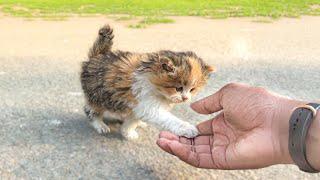 Abandoned kitten Grabbed My Hand Asking to Take her Home…I couldn't pass by.