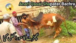 Dangerous Cow Qurbani Karachi  2nd Day of  Eid ul Adha 2024  Cattle Amaze Official ️