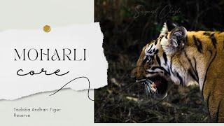 Unveiling the Wild: A Thrilling Journey Through Tadoba Andhari Tiger Reserve's Moharli Core!| TATR