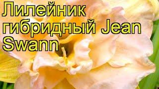 Лилейник гибридный Жан Свон. Краткий обзор, описание характеристик hemerocallis Jean Swann