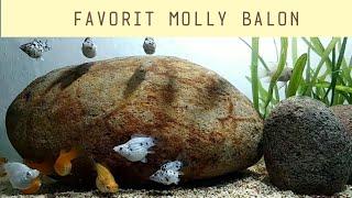 Makanan Favorit Ikan Molly Balon