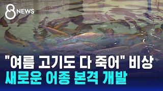 "여름 고기도 다 죽어" 비상…새로운 어종 본격 개발 / SBS 8뉴스