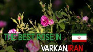 The best rose in Verkan, Iran