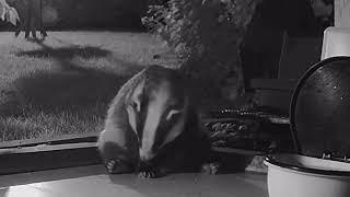 2 Minutes of a Scratching Badger! 