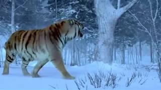 The Taking Of Tiger Mountain-The Best Tiger Scene